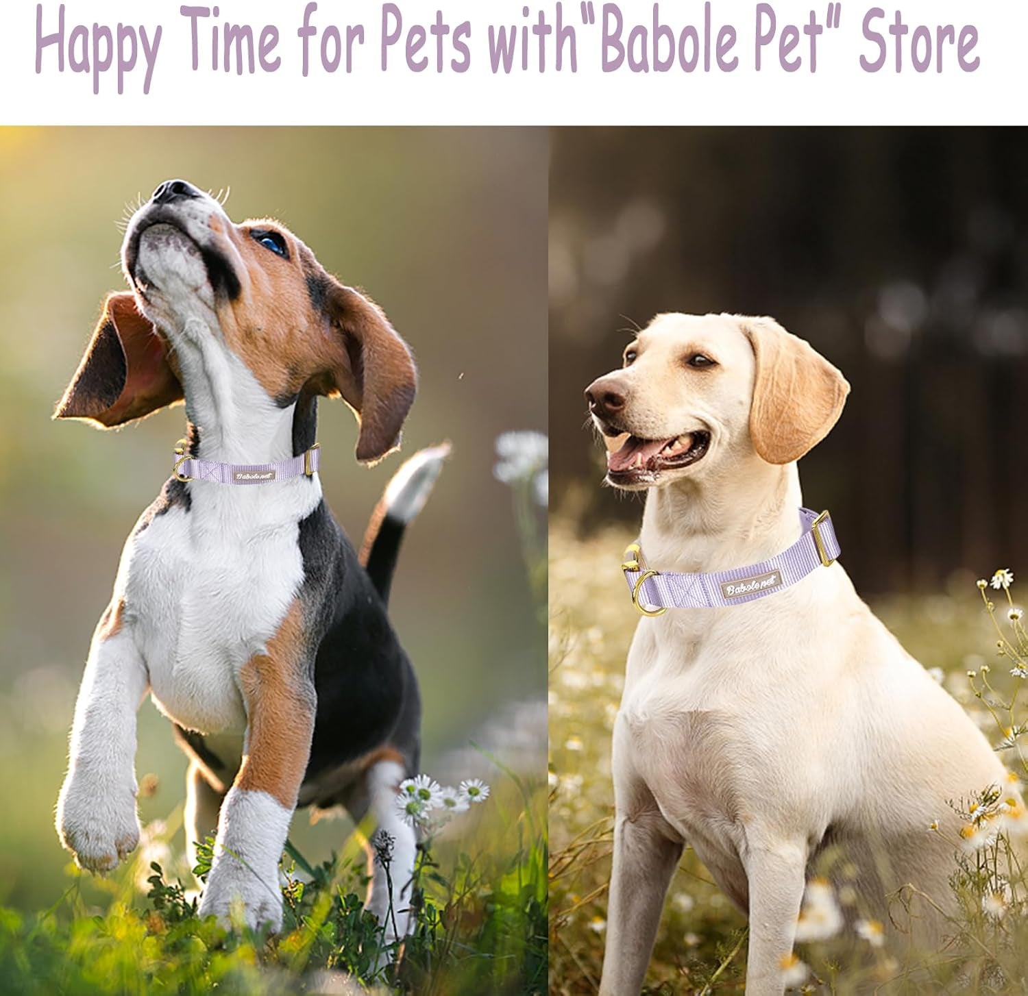 Adjustable Nylon Dog Collar – Soft Webbing Collar with Metal Safety Buckle for Small, Medium & Large Dogs