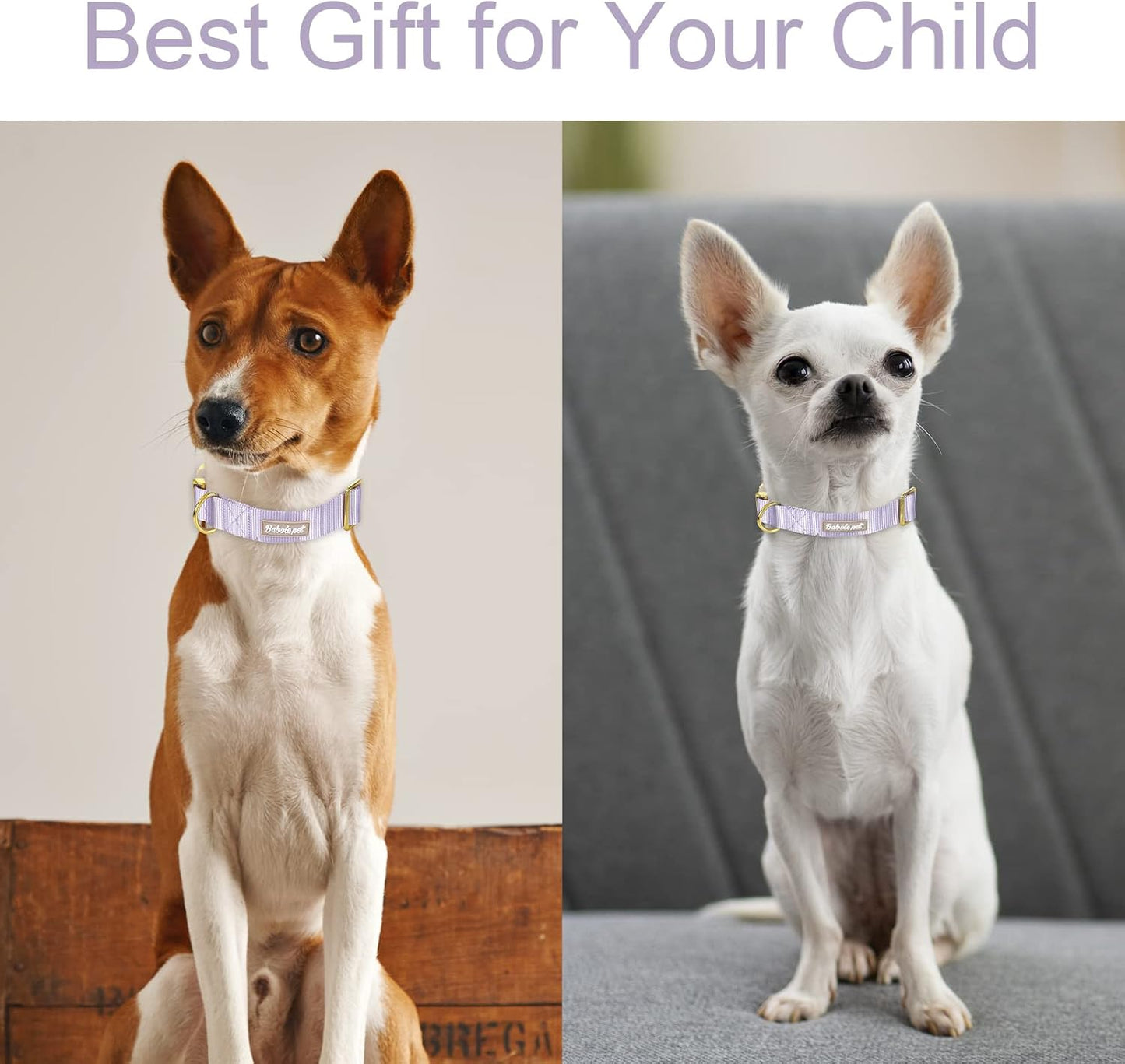 Adjustable Nylon Dog Collar – Soft Webbing Collar with Metal Safety Buckle for Small, Medium & Large Dogs