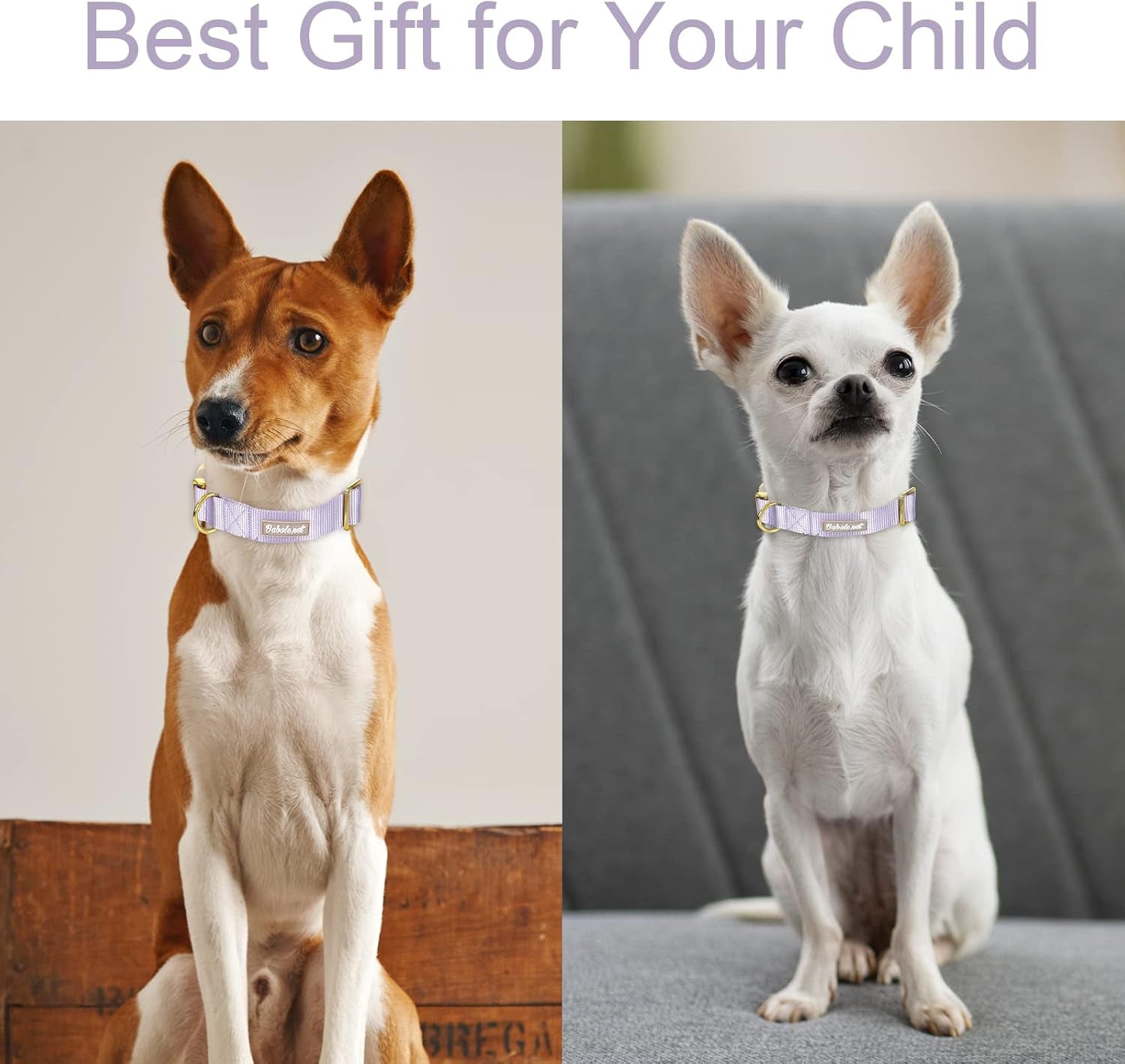 Adjustable Nylon Dog Collar – Soft Webbing Collar with Metal Safety Buckle for Small, Medium & Large Dogs